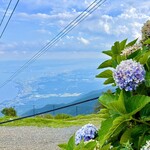 肉処 牛慎 - 驚き‼️ 9月なのに『紫陽花』が咲いてました！