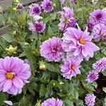 肉処 牛慎 - 可愛い花…発見！