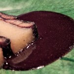 restaurant Et ... - ソースは鰻を煮込んだ時のワインとチョコレート
      深みがあって、めちゃくちゃ美味しくて、舐めたいくらい