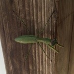 芳熊庵 くまそば - いらっしゃいませ！カマキリです　※入り口にて