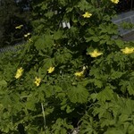 インデアンレストラン  ニューミラ - 