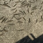 鮎の里 鳳翩屋 - 