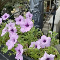 表参道バンブー - 
