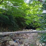 池田養魚場渓流館 - 渓流の橋の上からの景色②