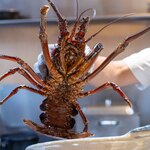 美味いもん屋 わ多なべ - 2025.9 沼ノ内産1.5kgサイズ伊勢海老