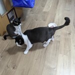 Queen's Mart ヤオマサ - 刺身を食べてみた