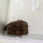 Queen's Mart ヤオマサ - 店内