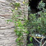 ピッツェリア エ オステリア パドリーノ - 