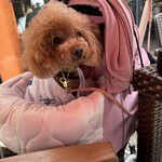 クッチーナ デル カンポ - シェリ