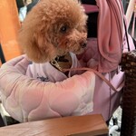 クッチーナ デル カンポ - シェリ