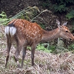 手打ちうどん ぶれーど・う - 世界遺産。吉野へ行った際に 全然逃げない鹿さんを発見！