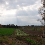 ポトリベーカリー - 収穫を待つ白菜達