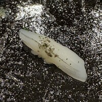 川梅 懐石・鮨 - 
