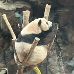 偶见你的熊猫主题礼品店 - 