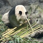 偶见你的熊猫主题礼品店 - 