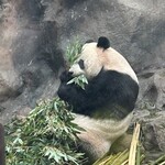 偶见你的熊猫主题礼品店 - 