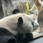 偶见你的熊猫主题礼品店 - 