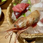 しんのすけ - 造り
      生インドまぐろ_中とろ
      生インドまぐろ_赤身
      ボタンえび