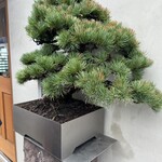 Bonito Noodle RAIK	 - 