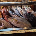 なきざかな - 岡持ち鮮魚　　ここからお魚を選べます！