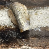 THE SUSHI GINZA 極 - 