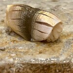 銀座 鮨 しょう介 - コハダ