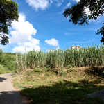 アイスクリンカフェ アーク - 暑い、熱い、あつい…（滝汗）さとうきび畑の向こうに、何かが見えてきた