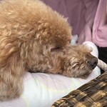 クッチーナ デル カンポ - 食べたら寝るｗ