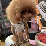 クッチーナ デル カンポ - おやつに夢中