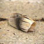 銀座 鮨 しょう介 - 