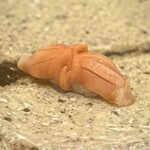 銀座 鮨 しょう介 - 