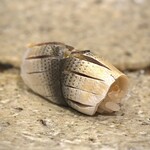 銀座 鮨 しょう介 - 