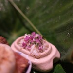 御料理 まつ山 - 