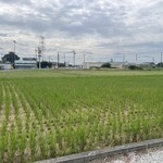 食煅 もみじ - 近隣の稲穂