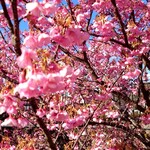 粋松亭 - 土肥桜。