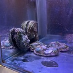 鉄板焼き あさひ - 水槽の中の鮑