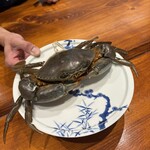 馳走西健一 - ドウマンガニ　オス