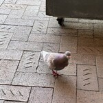 スターバックスコーヒー 蔦屋書店 周南市立徳山駅前図書館店 - 