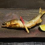 Shimbashi Hoshino - 庄川の天然の子持ちあゆ