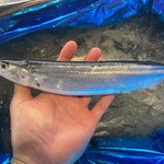 旨魚ふくしま - 魚屋直営の為大きくて脂の乗った秋刀魚ご用意しております