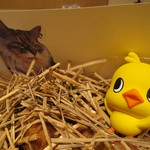 神保町 傳 - 傳タッキー（えこだねこバージョン　笑） インカのめざめ、アーモンド、黒トリュフ2