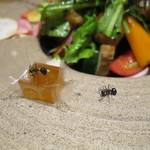 神保町 傳 - 畑の様子 蟻の散歩