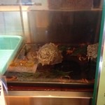 Robata Yaki Tsukiji - 蟹の生け簀