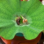 御幸荘花結び - 