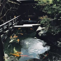 炭焼うな富士 白壁別邸 - ゴールデン鯉がいる中庭✨