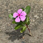 割烹 一の矢 - 零れ種で咲いたのか、ど根性ニチニチソウ^_^