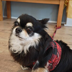 Yuzuha cafe - 看板犬　くるみちゃん