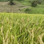 そば処 山の幸館 - 