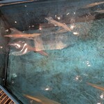 長州鶏焼鳥･泳ぎ活きイカ･手作り餃子 らいが - 水槽の中のイカ