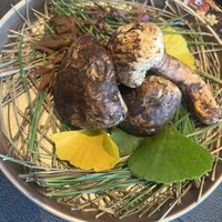 青山 星のなる木 - 